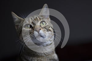 Tabby cat with green eyes