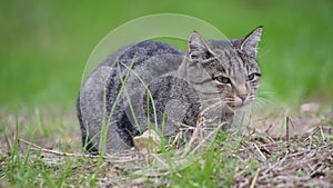 Tabby cat with green eyes, close-up