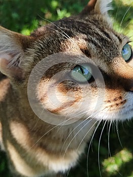 Tabby cat with green eyes Close up photo