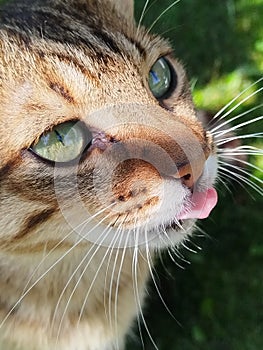 Tabby cat with green eyes Close up photo