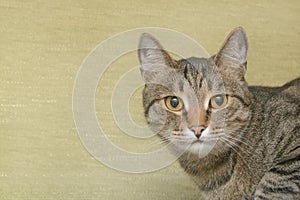 Tabby cat with green eyes. Close-up portrait of pet, copy space