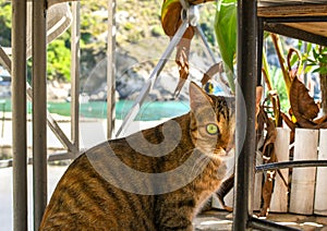 A tabby cat with green eyes sits under a cafe table along the sea in Corfu Greece