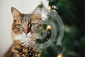 Tabby cat with green eyes sitting with funny emotions at christmas tree with lights.  Maine coon relaxing under festive christmas