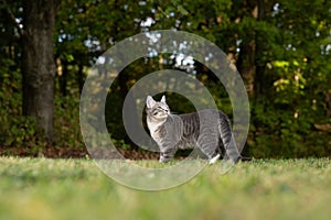 Tabby cat and green grass