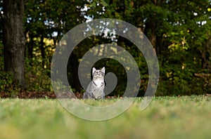 Tabby cat and green grass