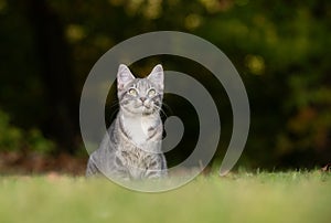 Tabby cat and green grass