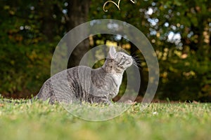 Tabby cat and green grass