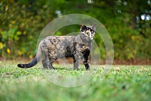 Tabby cat and green grass