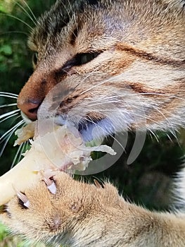 A close up of a cat with green eyes. Tabby cat photo
