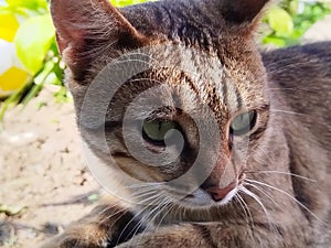 A close up of a cat with green eyes. Tabby cat photo