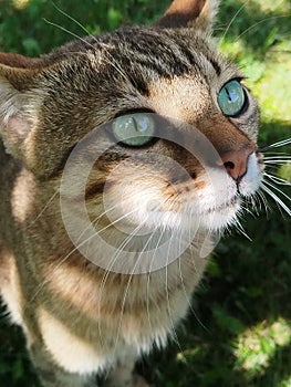 Tabby cat with green eyes Close up photo