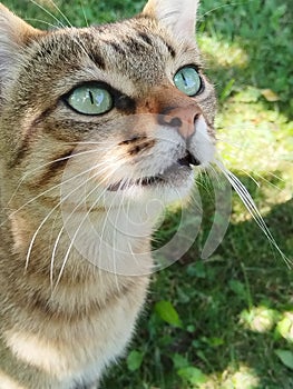 Tabby cat with green eyes Close up photo