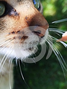 Tabby cat with green eyes Close up photo