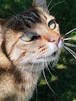 Tabby cat with green eyes Close up photo