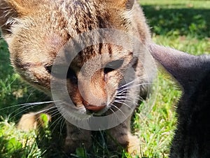 Tabby cat with green eyes Close up photo