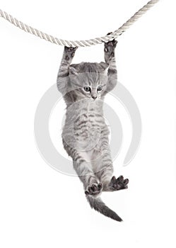 Tabby cat hanging on rope