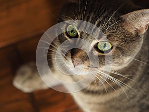 Tabby cat on a hardwood floor looking up with large green eyes