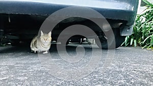 A tabby cat hide under the grey car, look to the camera. photo