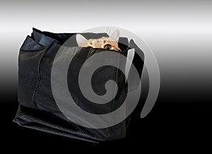 tabby cat hiding in black bag