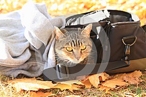 Tabby cat hiding between camera bag and sweatshirt