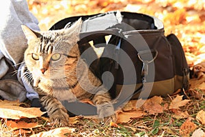 Tabby cat hiding between camera bag and sweatshirt