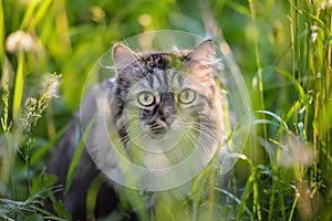 Tabby cat hiding in the grass
