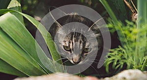 Tabby cat hiding in the grass in the summer. Cat lying in a green grass on a summer meadow. Beautiful cat portrait on