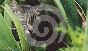 Tabby cat hiding in the grass in the summer. Cat lying in a green grass on a summer meadow. Beautiful cat portrait on