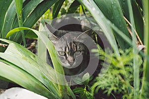 Tabby cat hiding in the grass in the summer. Cat lying in a green grass on a summer meadow. Beautiful cat portrait on