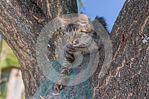 Tabby cat hiding in secluded nook on a tree branch in summer garden