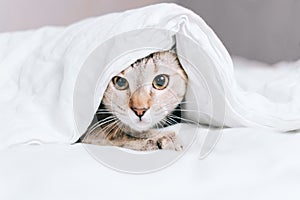 Tabby cat is hiding under a blanket.