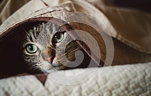 Tabby cat hiding under a blanket