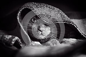 Tabby cat hiding under the blanket and looking at camera.