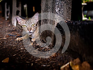 Tabby Cat Hiding under The Table