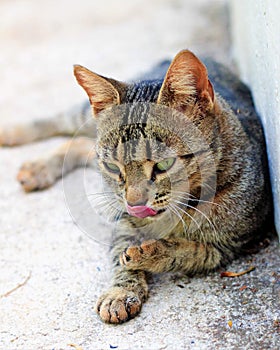 Tabby cat