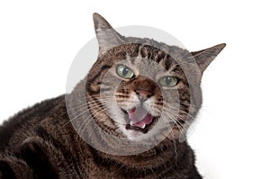 Tabby cat hissing