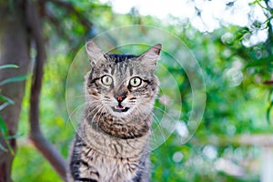 Tabby cat hissing on a tree