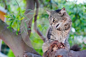 Tabby cat hissing on a tree