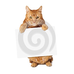 Tabby Cat Holding Blank Sign