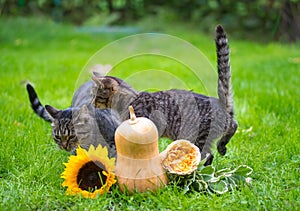 Tabby cat and holiday decorations for Halloween