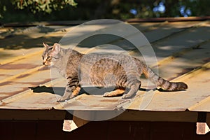 Tabby Cat on a Hot Tin Roof