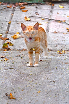 A tabby cat (Agouti Cat) strolling on the brick path