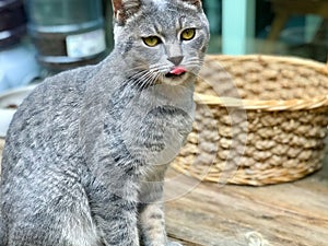 A tabby cat with its tongue lolling out
