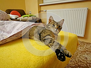 Tabby cat, kitten, lying on a bed, covered with a blanket
