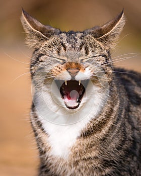 Tabby Cat Laughing