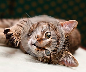 Tabby Cat laying on side photo