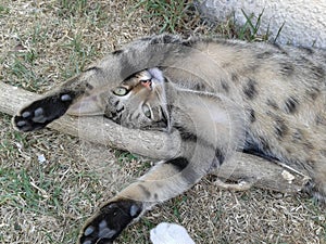 Tabby cat lays down stretches out front feet