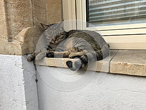 Tabby cat on ledge, Kos, Greece