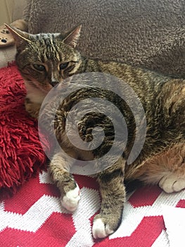 Diabetic Senior Male Tabby Cat