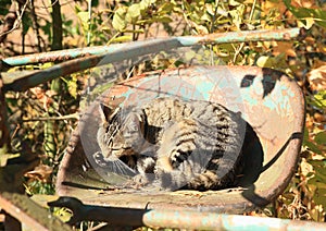 Tabby cat licking its paw on seat